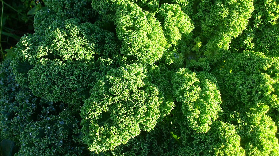 kale, vegetables, winter vegetables, green color, healthy eating HD wallpaper