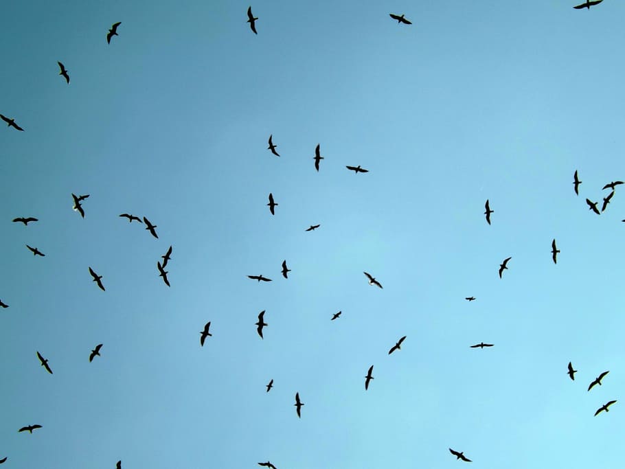 seagull, birds, flight, flying, sky, nature, animal, wildlife HD wallpaper