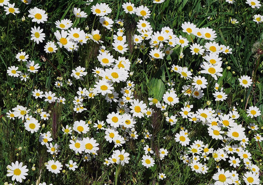 wild daisies, carpet of flowers, grass surface, marguerite, HD wallpaper