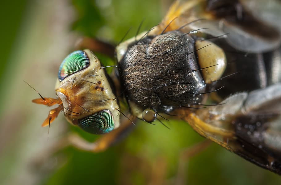 insect, animals, nature, fly, wing, macro, invertebrate, animal themes HD wallpaper