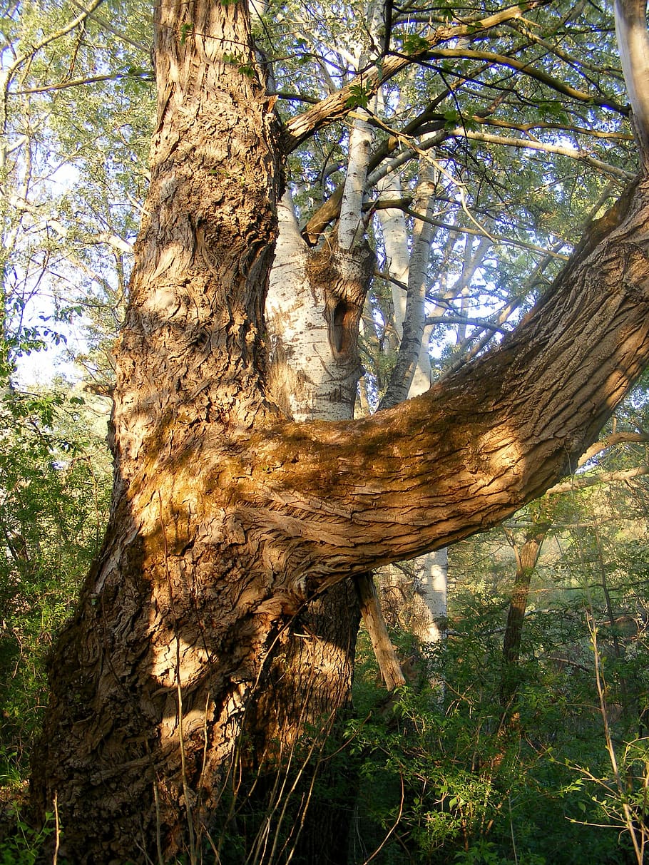 bark, close-up, moss, old, trees, willow, wrinkled, nature HD wallpaper