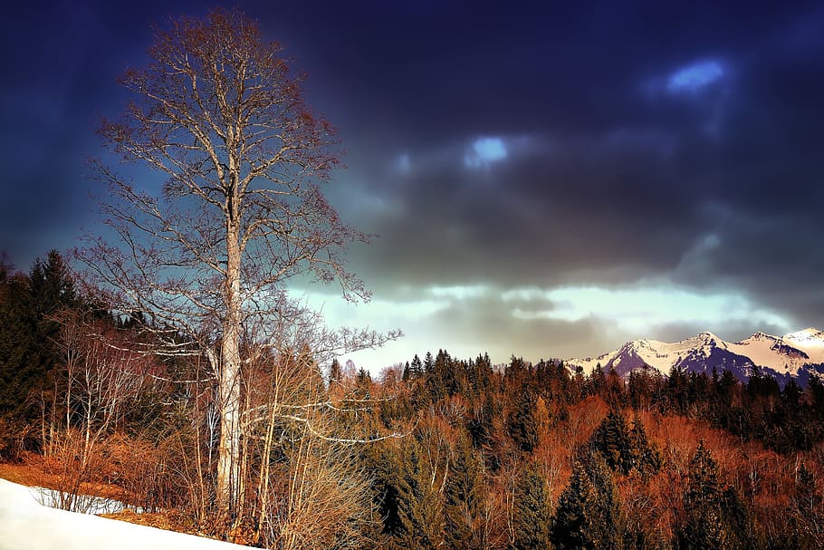 landscape, mountains, forest, trees, old tree, snow, lighting HD wallpaper