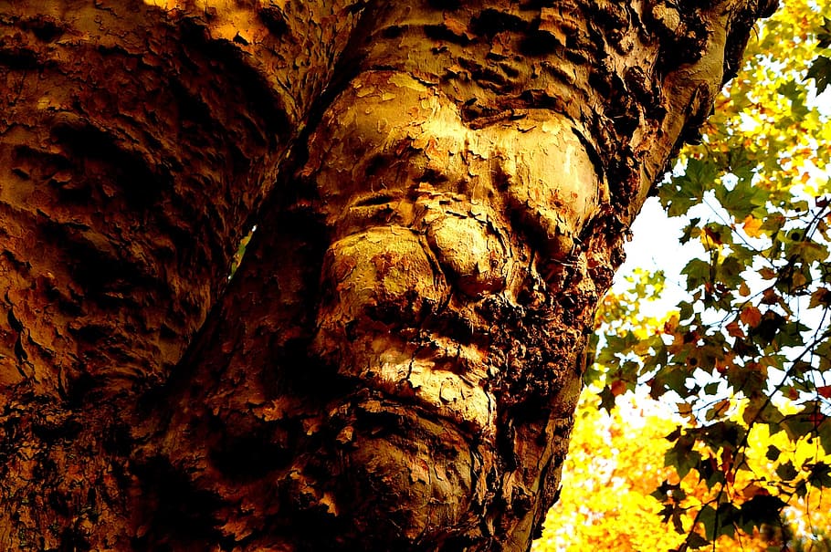 nature, tree, tribe, log, old tree, tree face, fantasy, spirit HD wallpaper