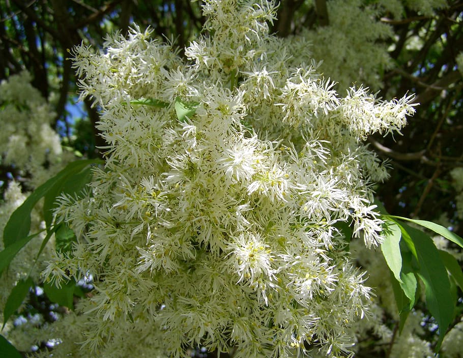 flowering ash, white flower, spring, plant, growth, close-up HD wallpaper