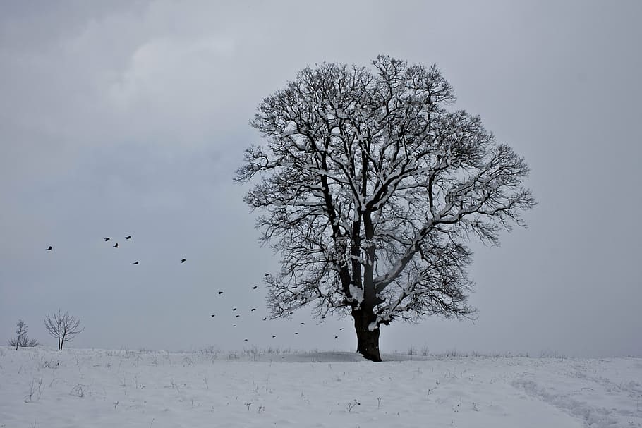 snow, winter, tree, nature, landscape, snow landscape, turkey HD wallpaper