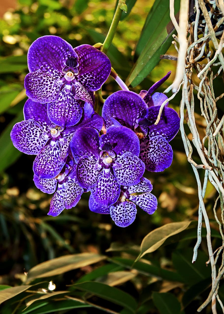 HD wallpaper: purple vanda orchids, blue, violet, color, flower, plant,  tropical | Wallpaper Flare