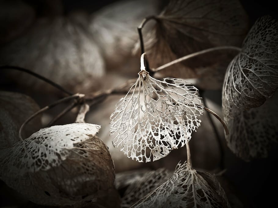 photography of brown leaf, hydrangea, faded, withers, old, structure HD wallpaper