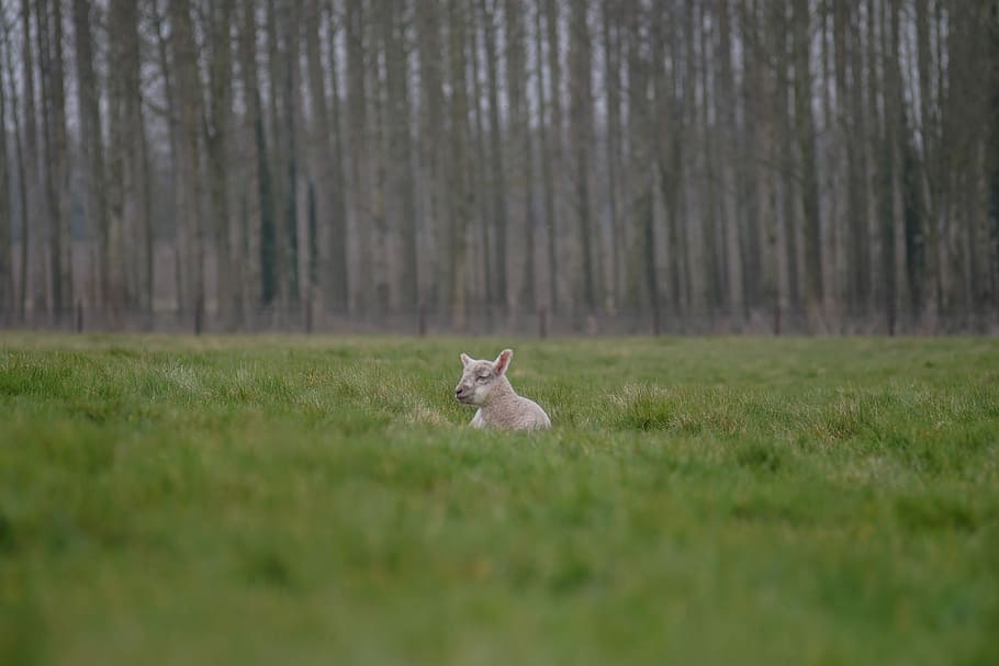 selective focus photograph of lamb lying on grass, sheep, field HD wallpaper