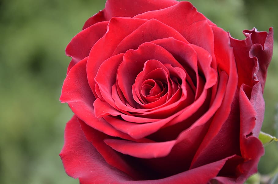 rose, ruzicka, red rose, rose - Flower, nature, petal, plant HD wallpaper