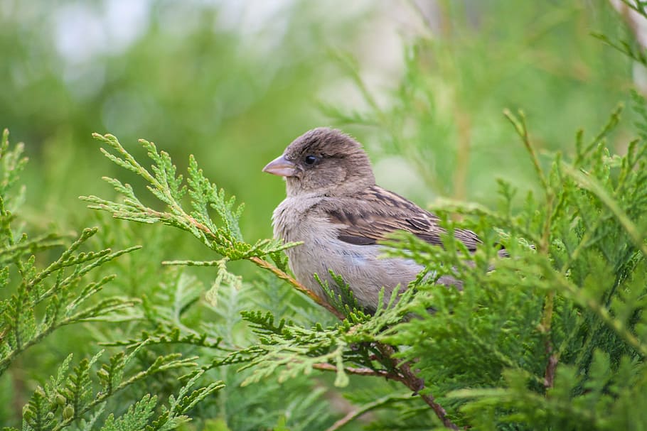 sparrow, bird, tree, thuja, nature, animal themes, animal wildlife HD wallpaper