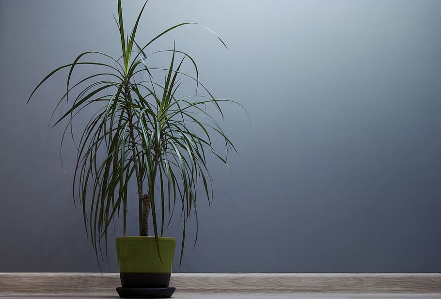 minimalist photography of green leafed potted plant against gray wall HD wallpaper