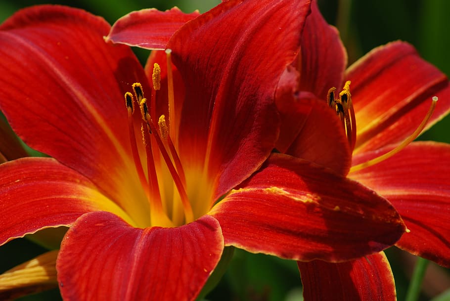Lily, Flower, red, petal, flower head, nature, plant, flowering plant HD wallpaper