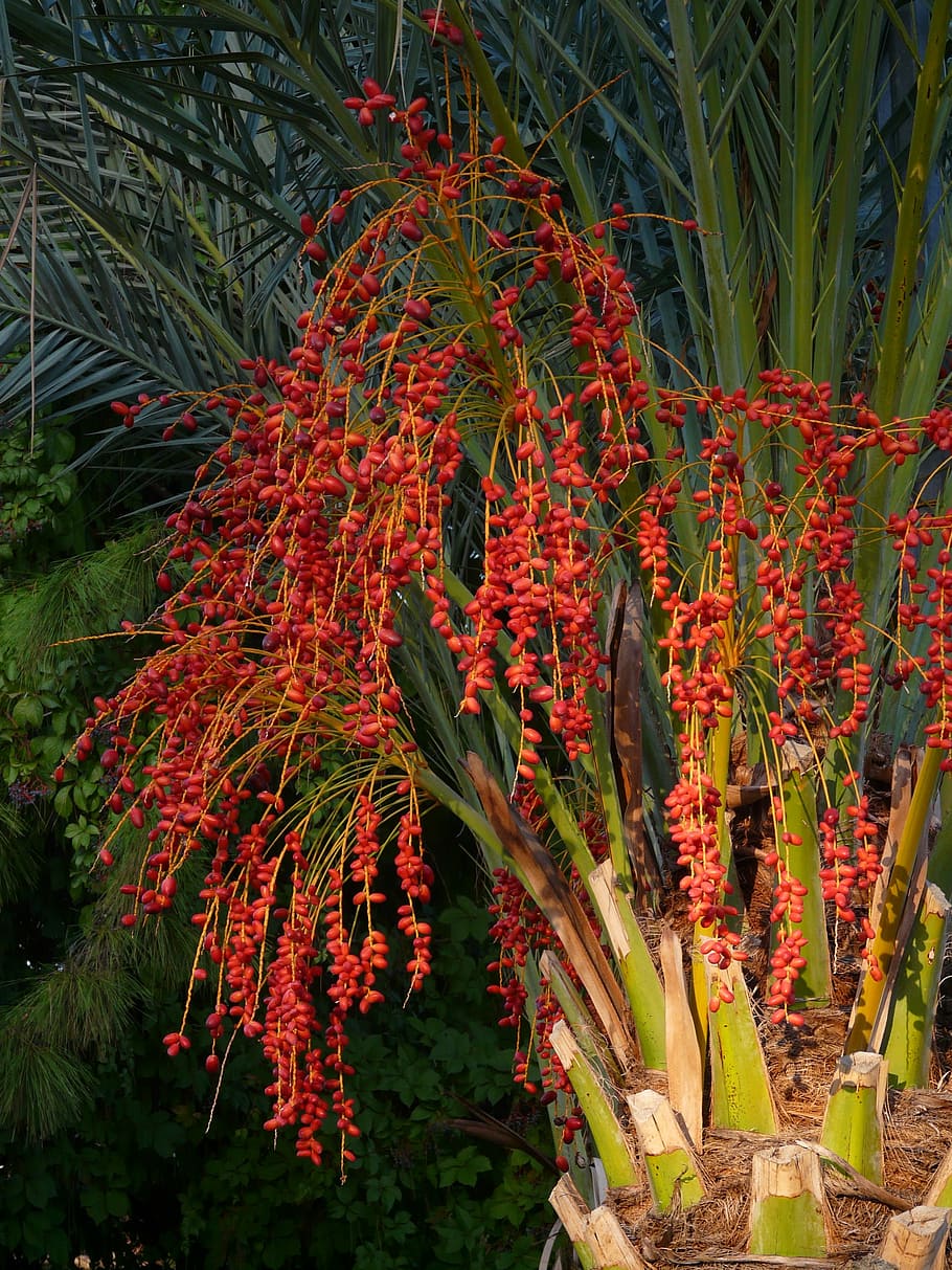 Palm Fruit, Seeds, Date Palm, palm seeds, red, phoenix palm, HD wallpaper