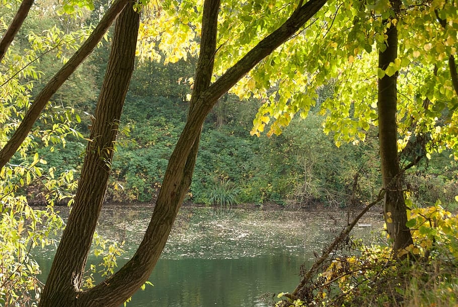 tree, discover, forest, lake, nature, autumn forest, mirroring HD wallpaper