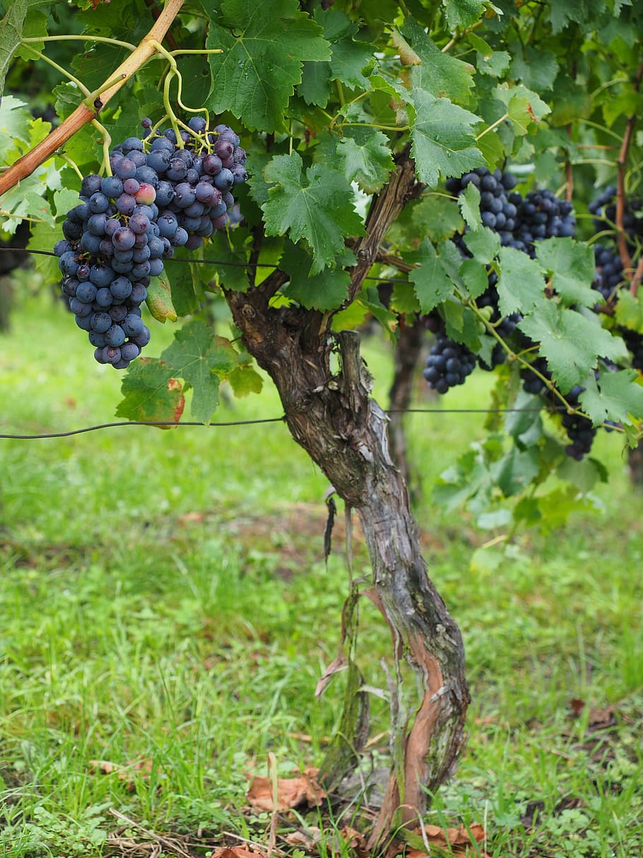 photo of black grapes, wine berries, blue, pods, vines, vitis, HD wallpaper