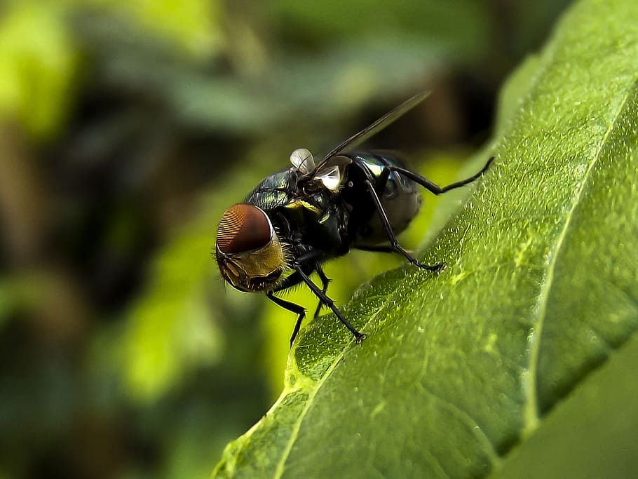 selective focus photography of black housefly on green leaf HD wallpaper