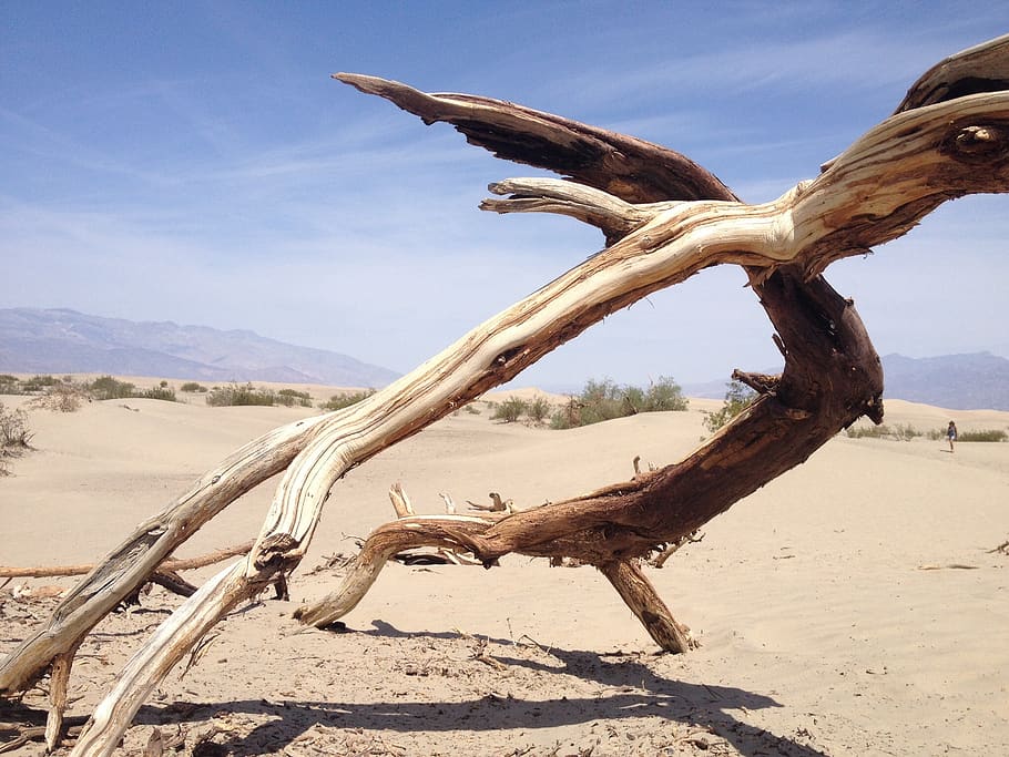 nature, desert, sand, sky, land, driftwood, day, tranquility HD wallpaper
