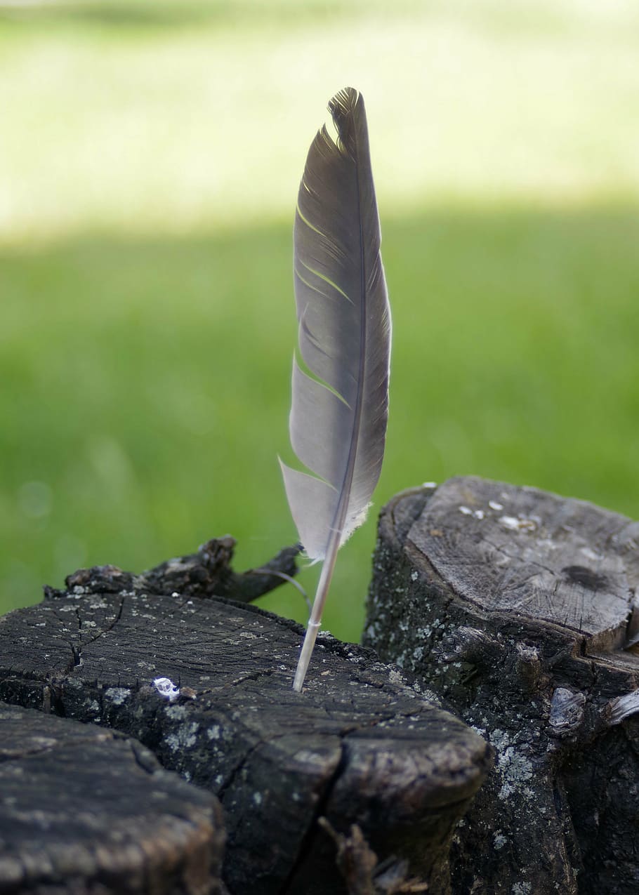 pen, konar, tree, trunk, a feather, nature, tree bough, vulnerability HD wallpaper