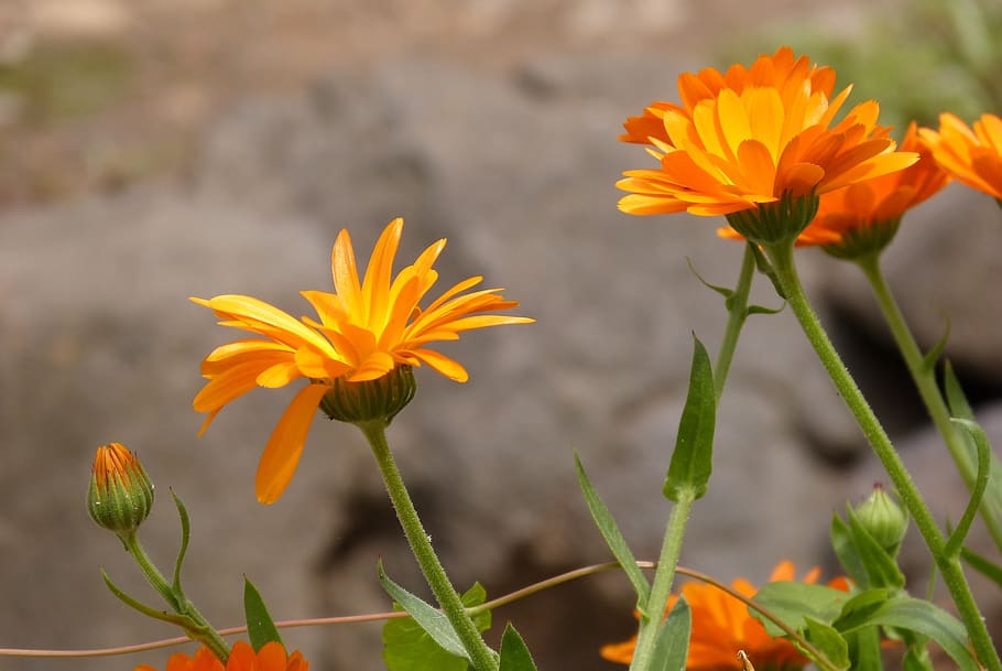 flower, marigold, yellow, flowering plant, freshness, beauty in nature HD wallpaper