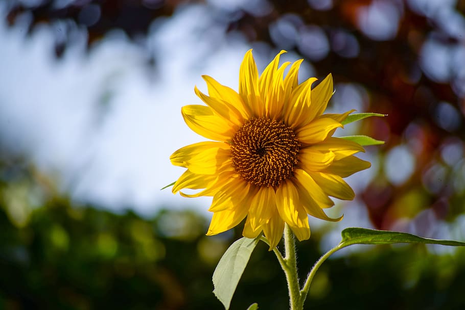 selective focus photography of sunflower, bloom, yellow, summer HD wallpaper
