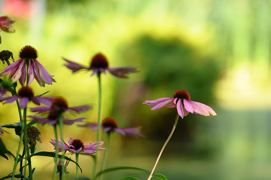 sun hat, pink, green, flowering plant, vulnerability, fragility HD wallpaper