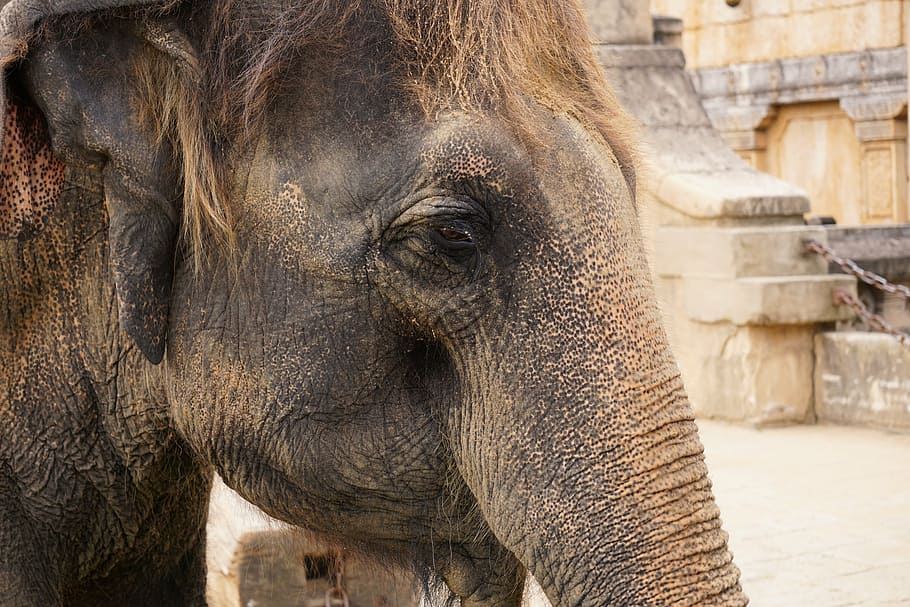 elephant, structure, tusks, ivory, wrinkled, skin, animals HD wallpaper