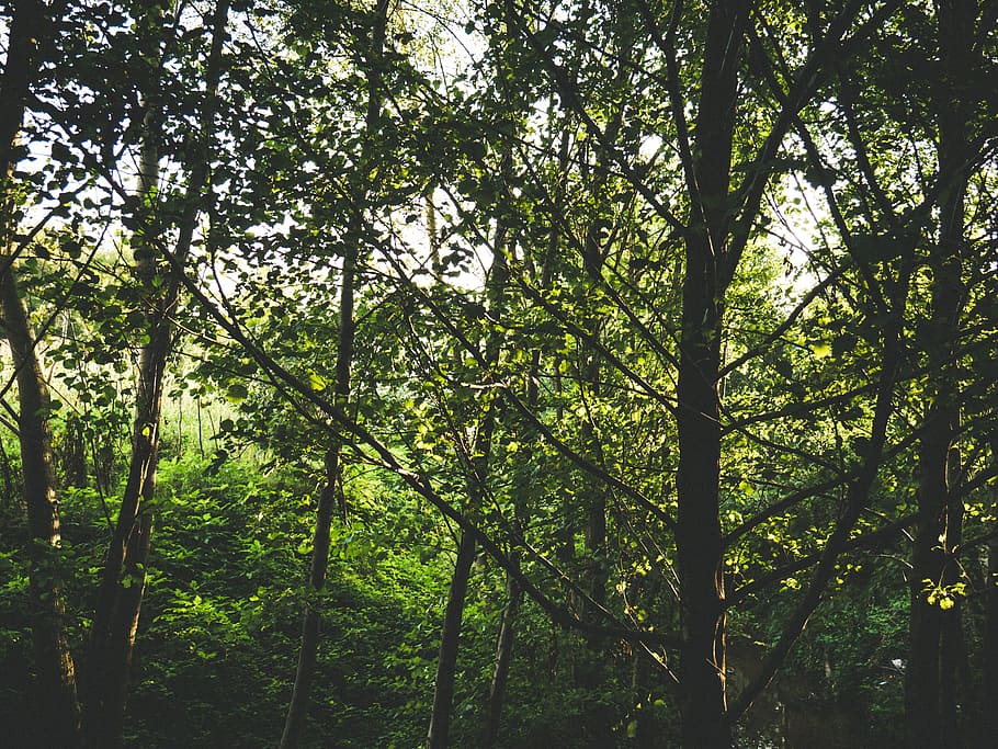 tree, green, nature, plant, leaves, landscape, branch, green field HD wallpaper
