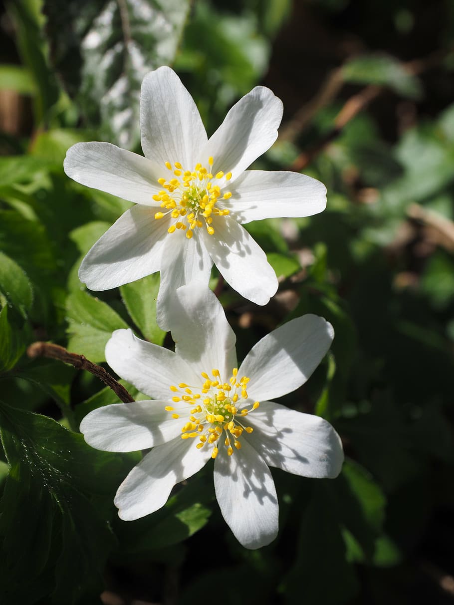 flowers, white, wood anemone, anemone nemorosa, hahnenfußgewächs, HD wallpaper