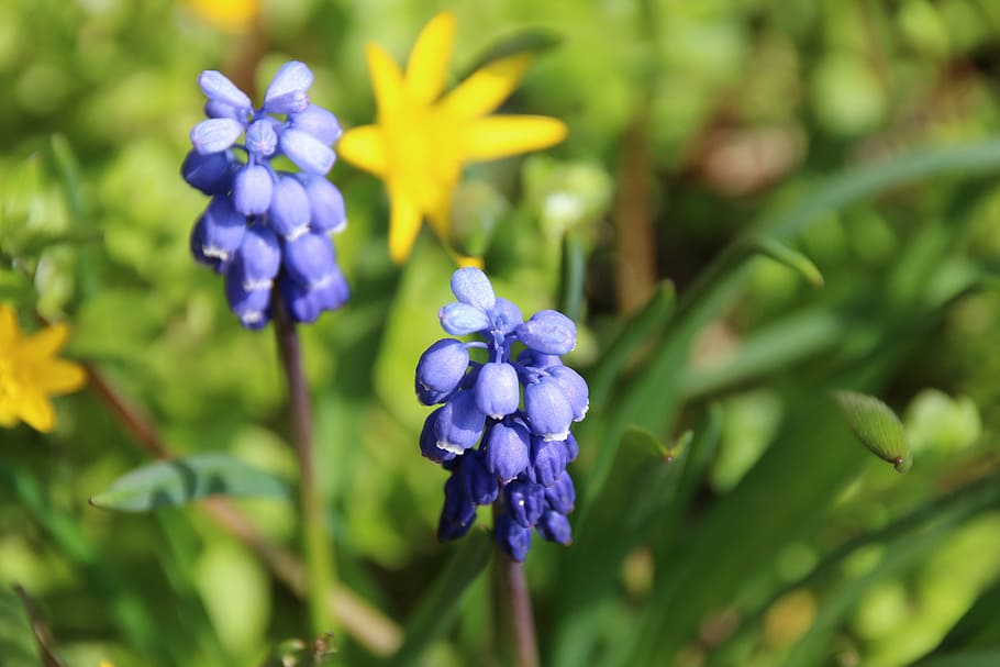 spring, flower, blue, close, flowering plant, beauty in nature HD wallpaper