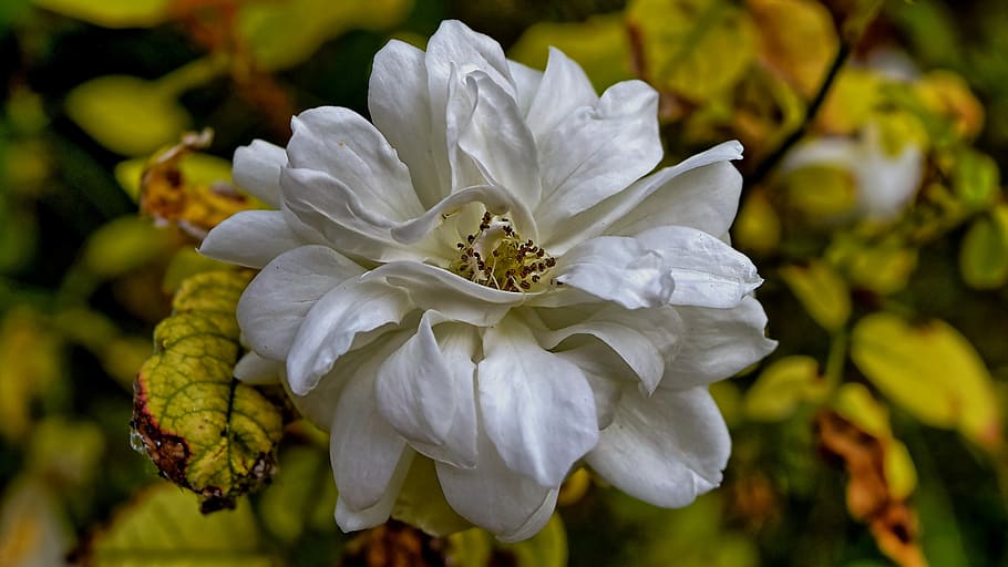 rose, white, single, white rose, flower, love, nature, romance HD wallpaper
