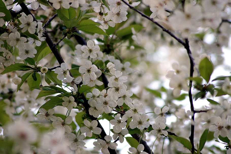 spring, bloom, flowers, bird-cherry tree, white, background HD wallpaper
