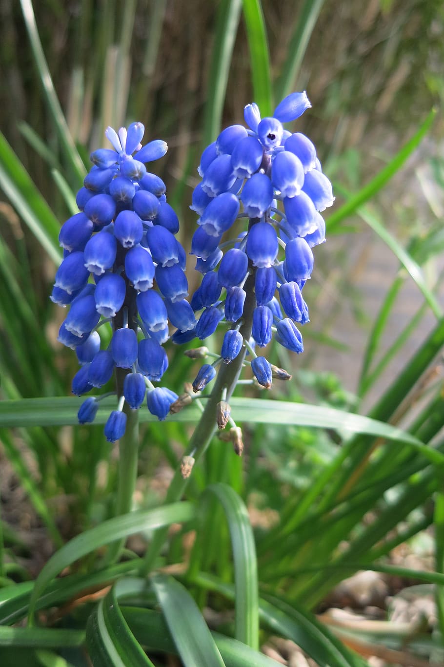 blue grape, bloom, spring flower, bulbs, flowering plant, beauty in nature HD wallpaper