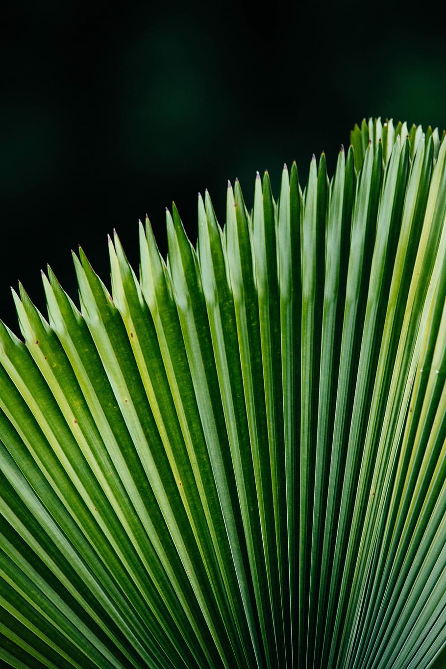 macro photography of Saribus rotundifolius plant, green leaf HD wallpaper