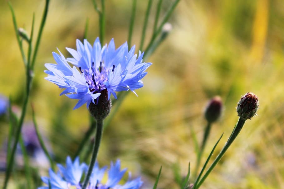 Cornflower, Centaurea Cyanus, zyane, knapweed, field, violet HD wallpaper