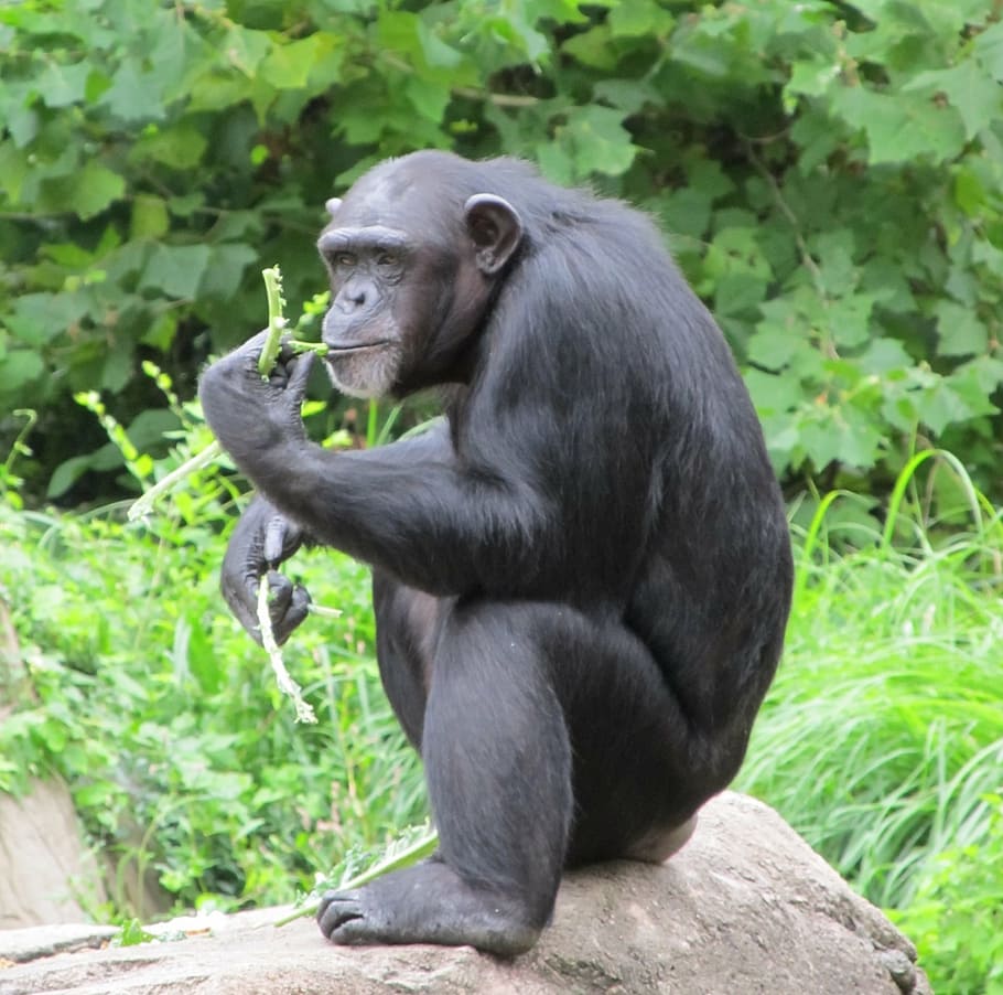 black gorilla eating leafs on outdoors, chimpanzee, monkey, sitting, HD wallpaper