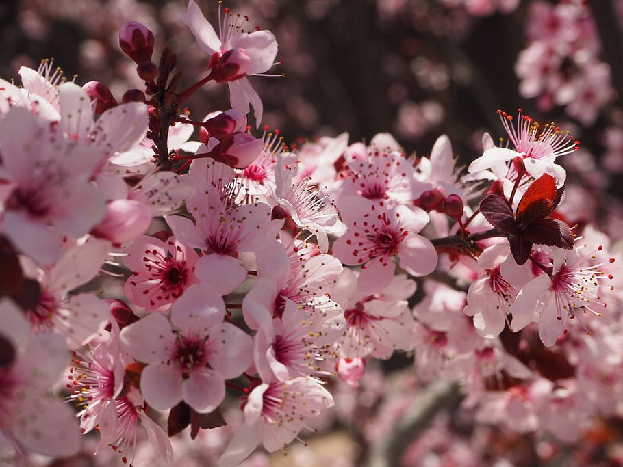 Prunus, Flower, Spring, Cherry, Cherry Hill, tree, flowering, HD wallpaper