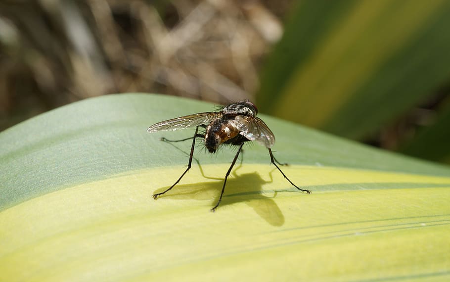 image, insect, fly, wings, colombia, invertebrate, animal themes HD wallpaper