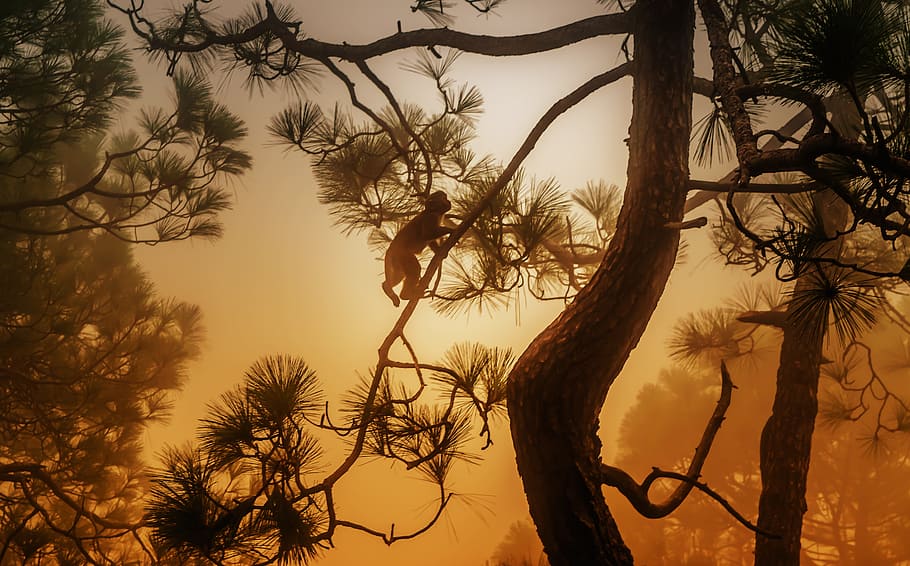 foggy, tree, monkey, silhouette, nature, travel, amazing, tropical HD wallpaper