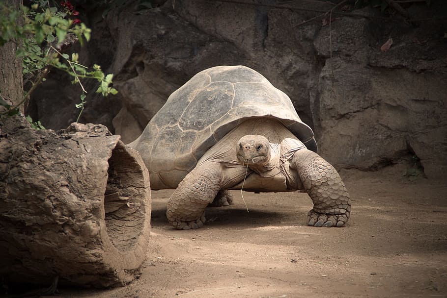 gray turtle beside rock at daytime, reptile, nature, slowly HD wallpaper