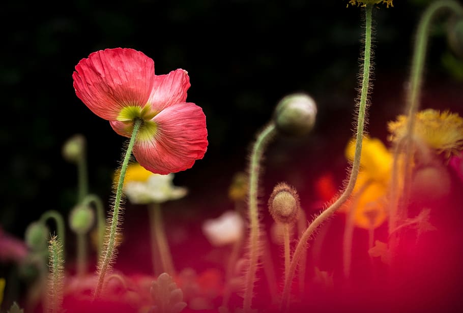 macro photo of red and white flower, red poppy closeup photography HD wallpaper