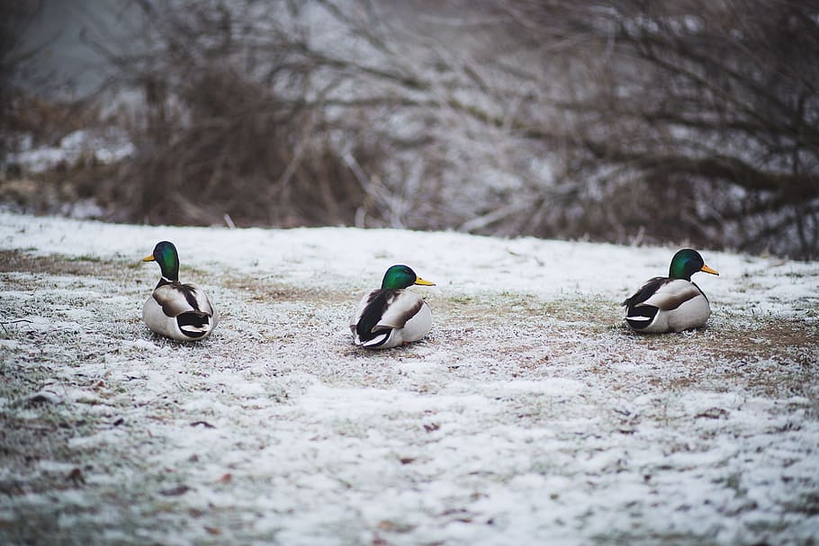 animals, december, duck, ducks, frost, green, grey, ice, snow HD wallpaper