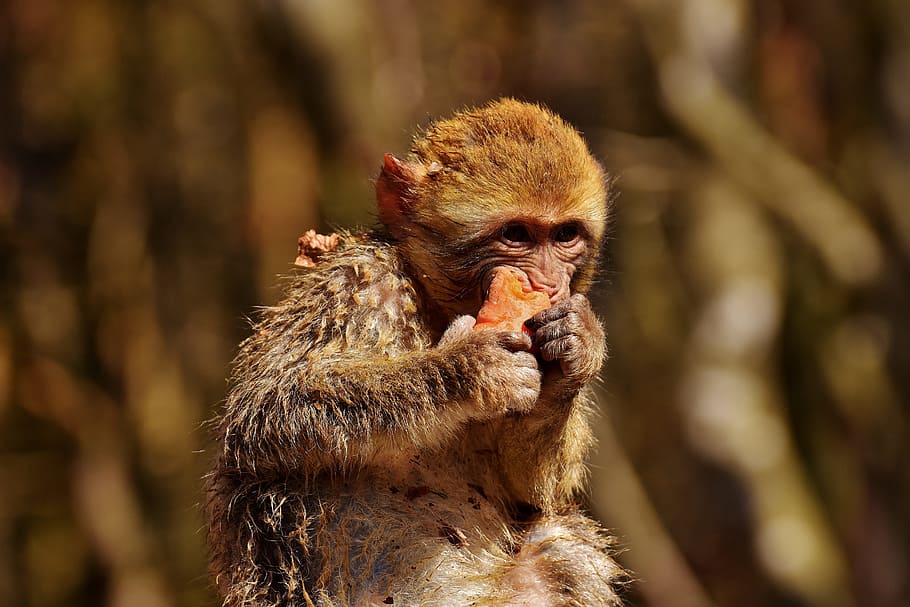barbary ape, eat, carrot, cute, endangered species, monkey mountain salem HD wallpaper