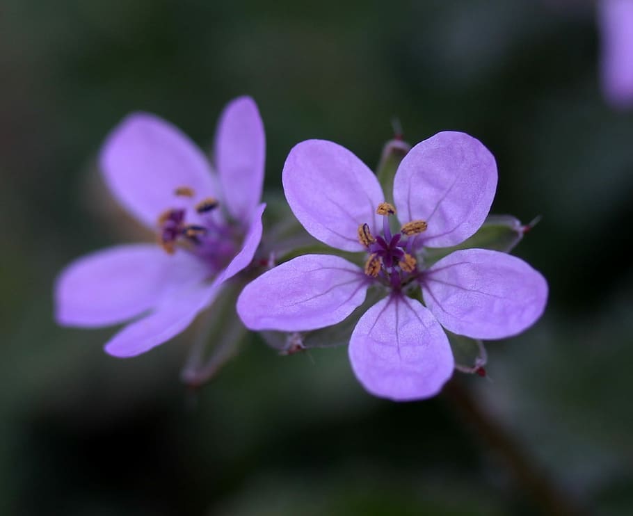 flower, wild, pink, tiny, plant, nature, flowering plant, fragility HD wallpaper