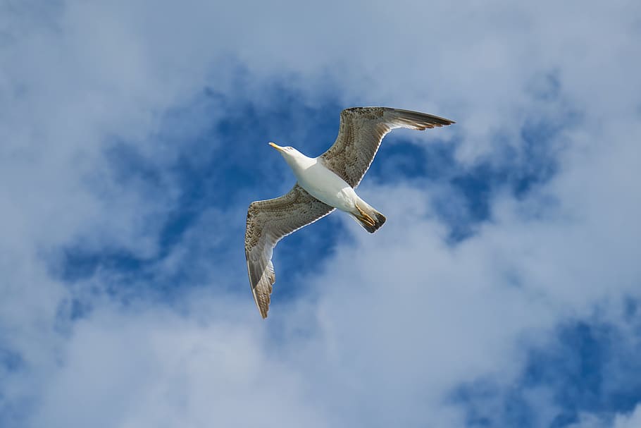 flying white and grey bird under blue and white sky, Seagull