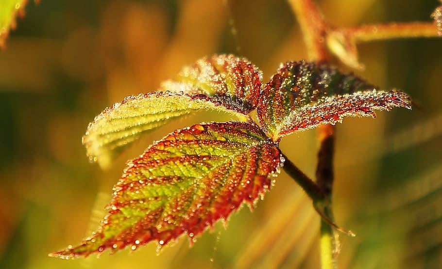 nature, plant, leaf, drops, rosa, macro, beauty in nature, close-up HD wallpaper
