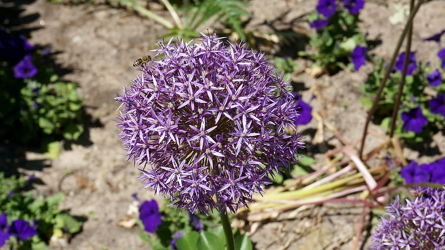 Flower, Blossom, Bloom, Bee, Purple, close, spring, nature HD wallpaper