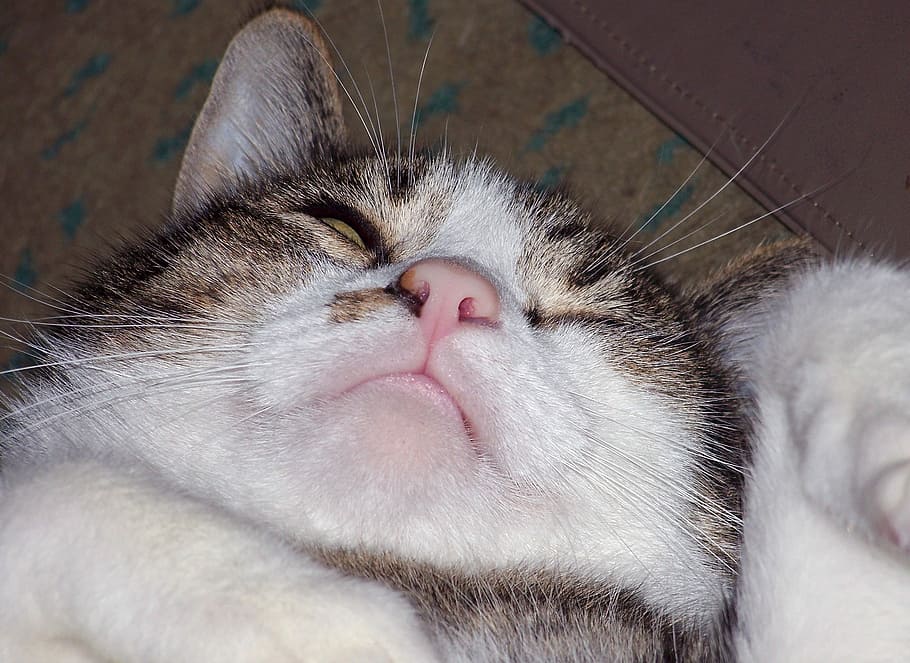 Cat, Sleep, Animal, Kitten, sleeping, pet, cute, feline, domestic HD wallpaper