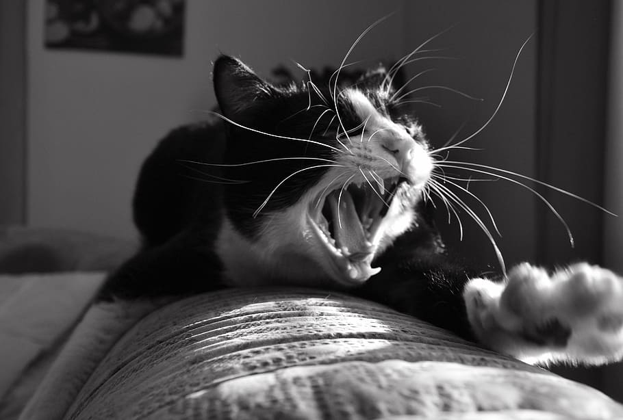 Beast, Tomcat, Home, Cute, Animal, pet, domestic cat, sun, yawn HD wallpaper