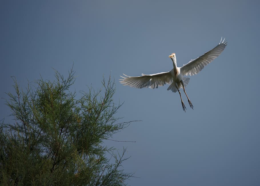 heron, guard beef, camargue, flying, animals in the wild, bird HD wallpaper