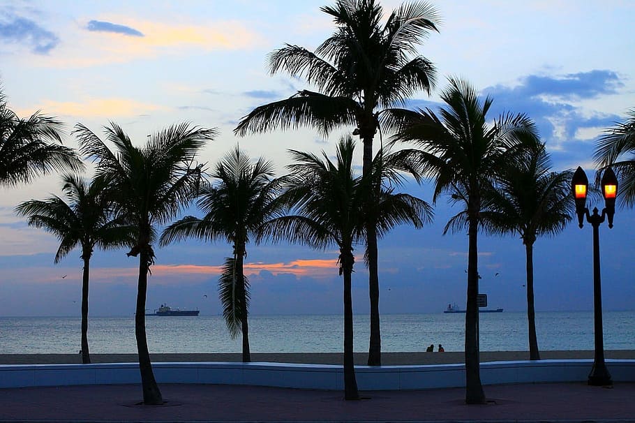 coconut trees near sea under gray sky, beach, palm, clouds HD wallpaper